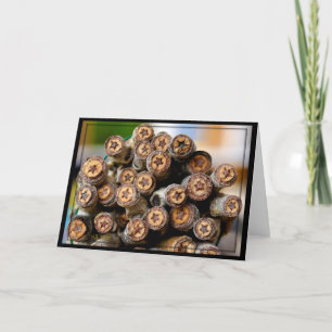 Carte Etoiles le long du Rio Grande Cotton Wood Trees