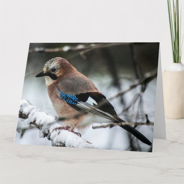 Carte Eurasian Jay sur une Big Grey Card de la branche n (Devant)