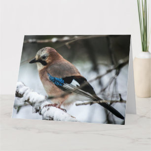 Carte Eurasian Jay sur une Big Grey Card de la branche n