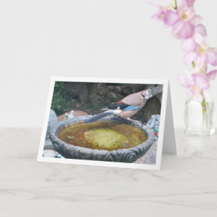 Carte Eurasien Jay Bird assis sur un bain d'oiseaux