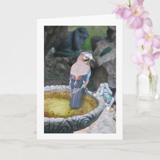 Carte Eurasien Jay Bird sur Bird Bath Portrait (Orchidée)