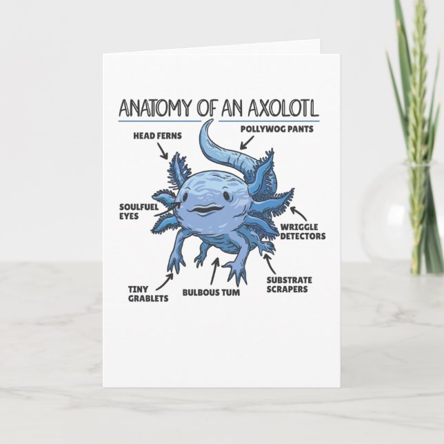 Carte Explication Axolotl Anatomie D'Un Axolotl (Devant)
