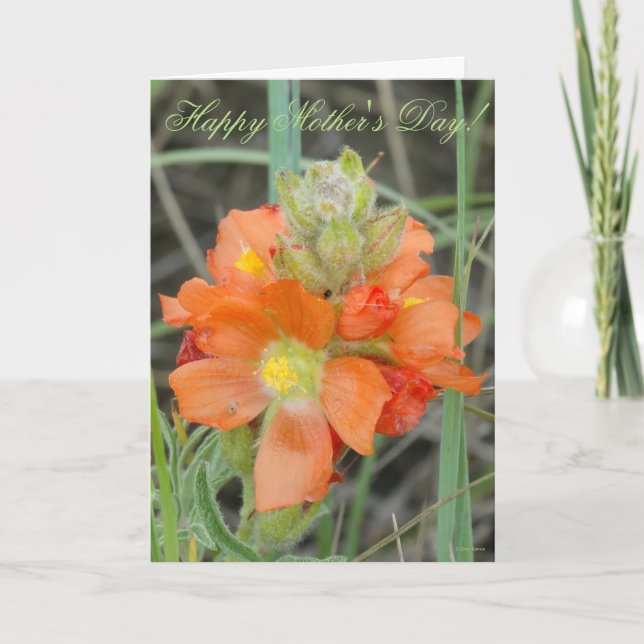Carte F40 Fleurs sauvages orange Malope à fleurs rouges (Devant)