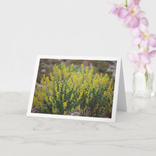 Carte Fabale Plante, Anthyllis Cytisoides