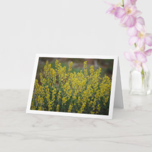 Carte Fabale Plante, Anthyllis Cytisoides