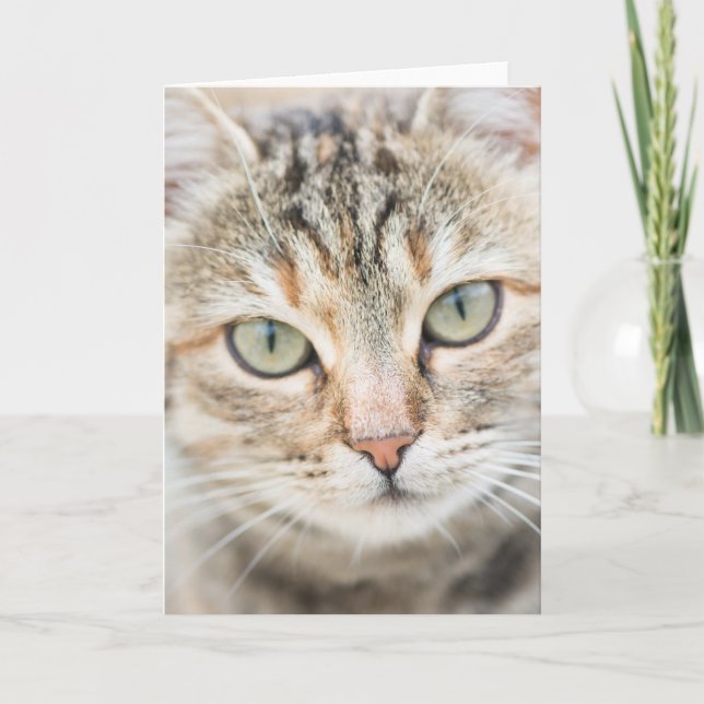 Carte Face de chat (Devant)