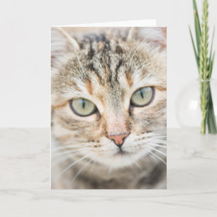 Carte Face de chat