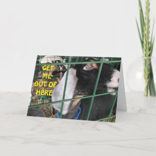 CARTE **FAITES-MOI SORTIR** VOUS VOULEZ DIRE "HEUREUX AN