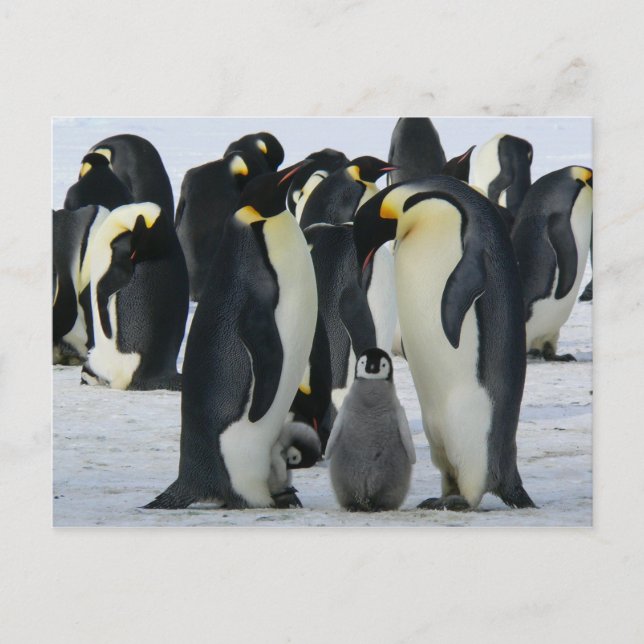 Carte famille Penguin (Devant)