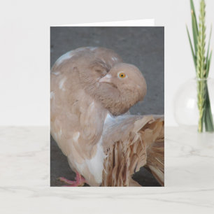 Carte Fantail Pigeon