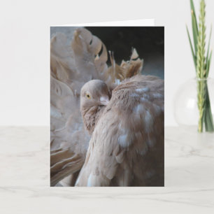 Carte Fantail Pigeon