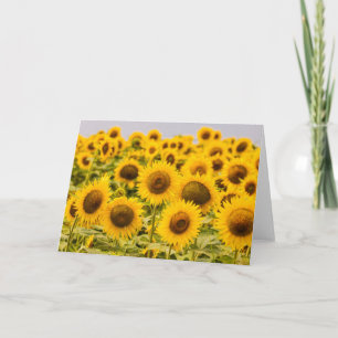 Carte Farms   A Sunflower