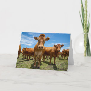 Carte Farms Brown cow
