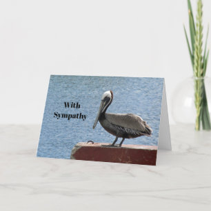 Carte Faune Brown Pelican Water Photo Sympathie