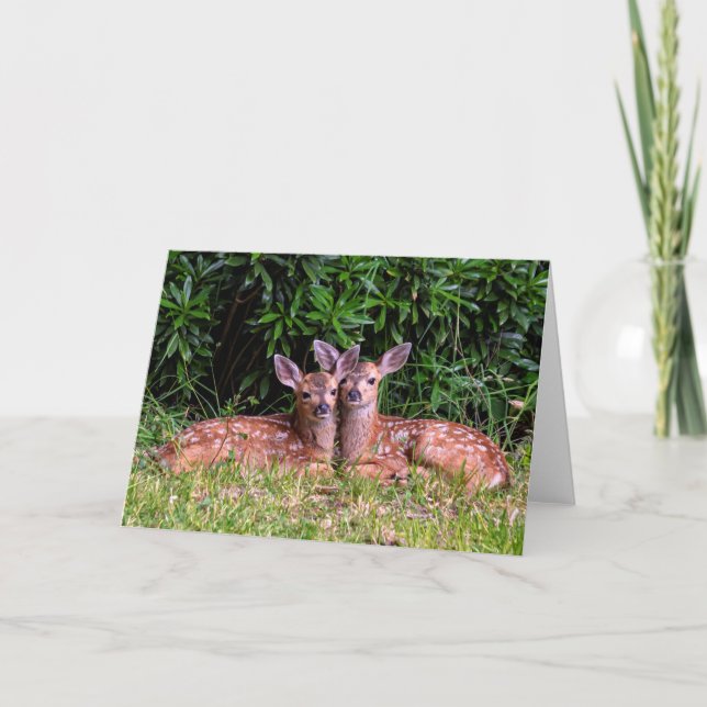 Carte Fawn Twins - Pender Island BC. (Devant)