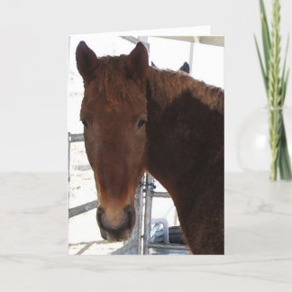 Carte Félicitations - cheval de marche de TWH -