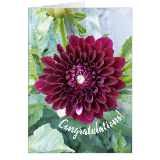 Carte Félicitations Fleur Dahlia Profond Violet (Devant)