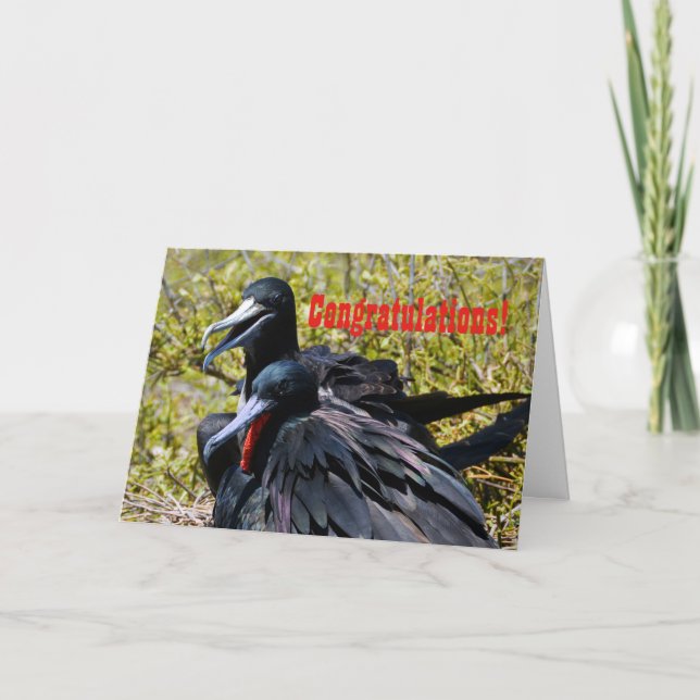 Carte Félicitations, Frigatebirds dans l'amour (Devant)
