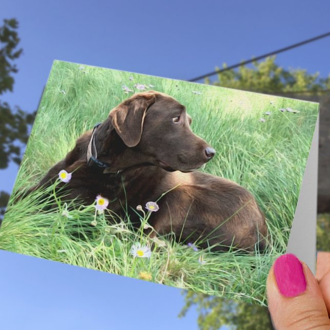 Carte Félicitations Labrador Retriever Pensées pour Vous (Créateur téléchargé)