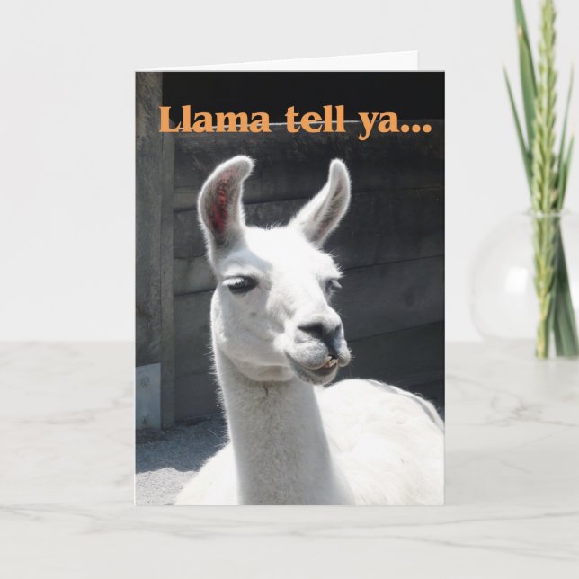 Carte Félicitations - Lama drôle (Devant)
