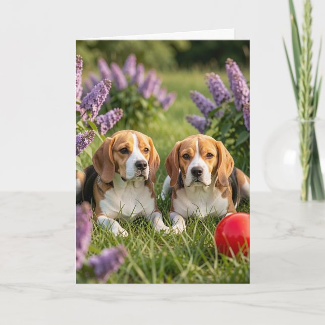 Carte Félicitations pour vos nouveaux Beagles | Félicita (Devant)