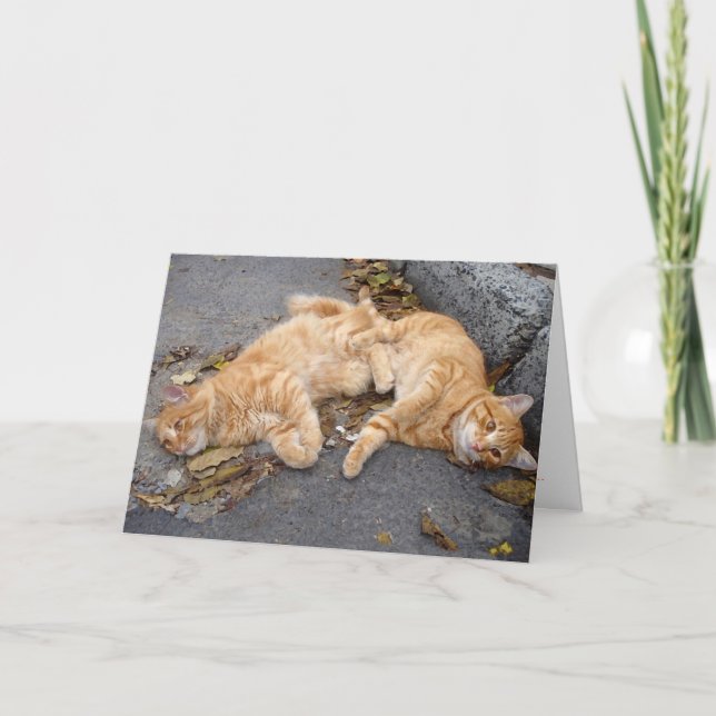 Carte Feline buddies (Devant)