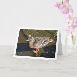 Carte Femme Mallard Duck