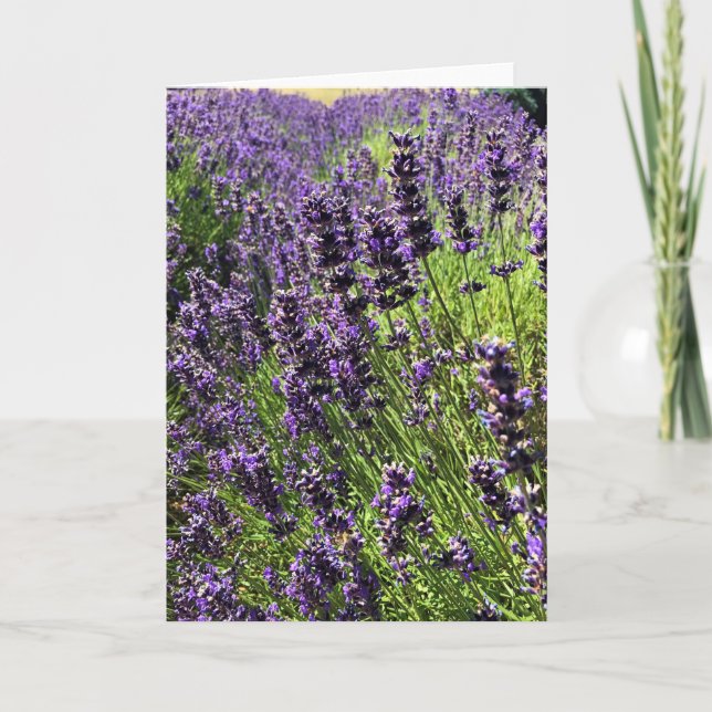 Carte Ferme de Lavender (Devant)