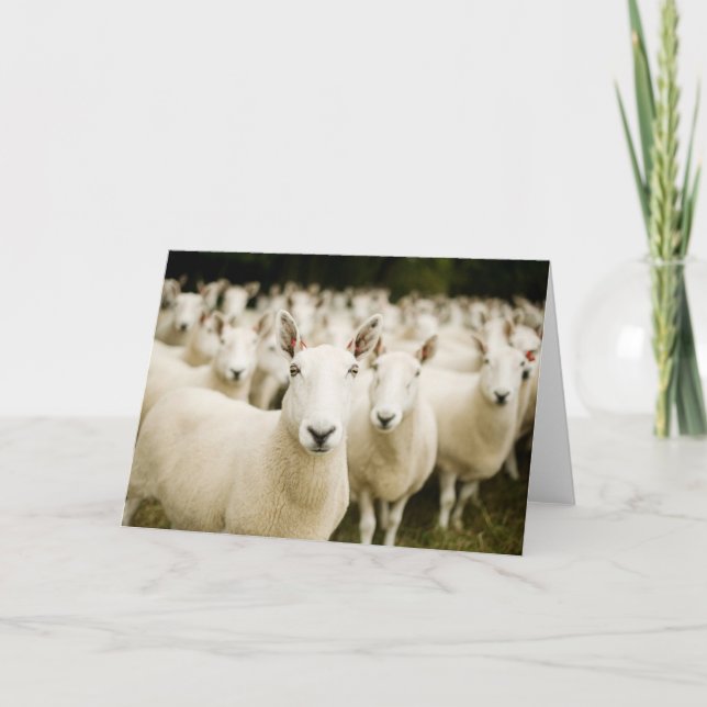 Carte Fermes | Troupeau de moutons (Devant)