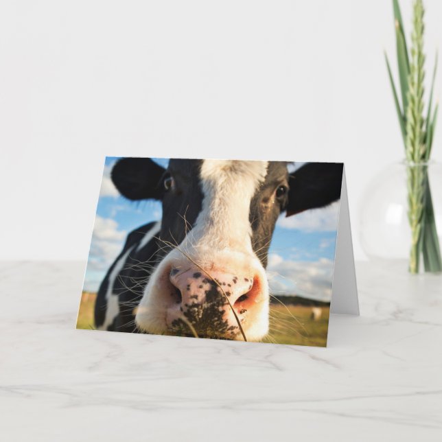 Carte Fermes | Vache Holstein Chewing (Devant)