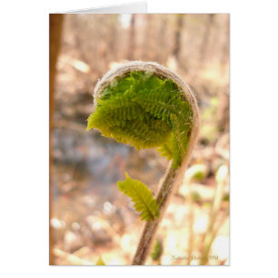 Carte Fern Fiddlehead