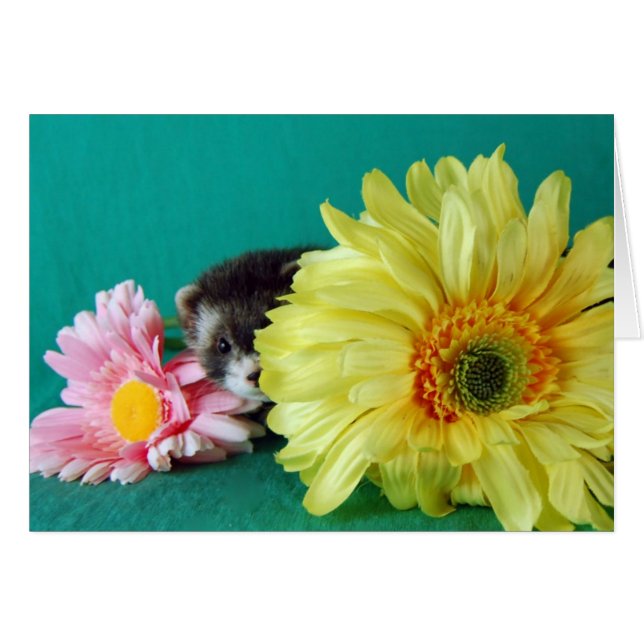 Carte Ferret (Devant horizontal)
