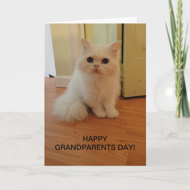 Carte Fête des grands-parents, Chat blanc (Devant)
