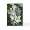 Carte Fête des mères Apple Blossom