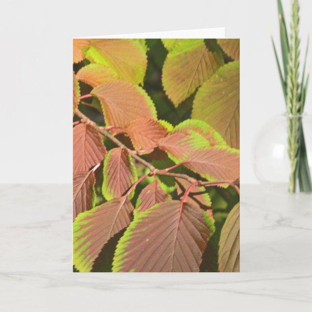 CARTE "FEUILLE CHANGEANT DE COULEURS" (PHOTOG) (Devant)