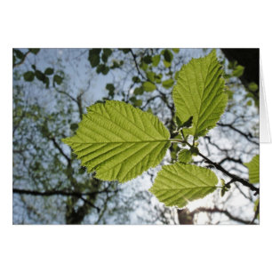 Carte feuille de printemps
