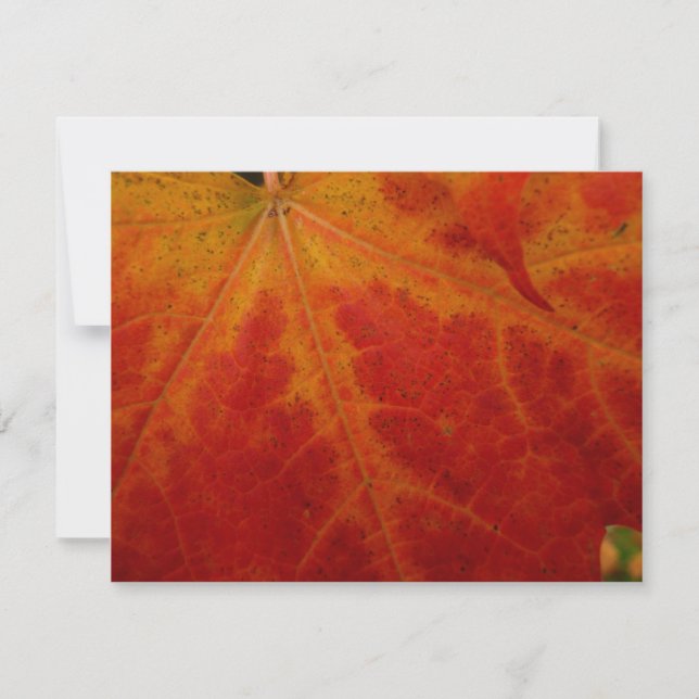 Carte Feuille d'érable rouge Abstraite Automne Photograp (Devant)