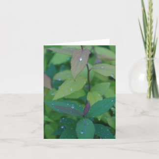 Carte Feuilles avec Dew