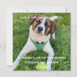 Carte Fiançailles Photo de Chien Save The Date