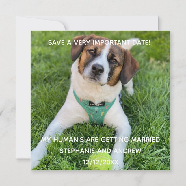 Carte Fiançailles Photo de Chien Save The Date  (Devant)