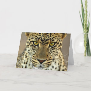 Carte Fierce Leopard