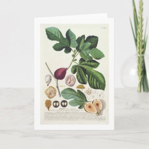 Carte Figue, gravée par 1704-67) plats de Johann Jakob