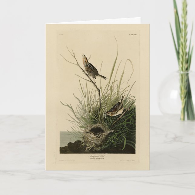 Carte Finch à queue fine d'Audubon's Birds of America (Devant)