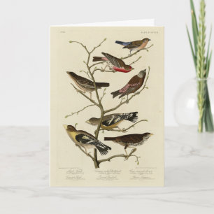 Carte Finch, Bunting, Grosbeak, Audubon Birds of America