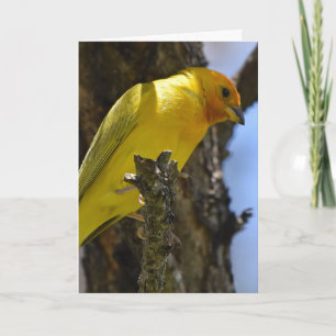 Carte Finch safran jaune