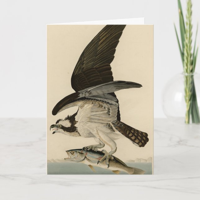 Carte Fish Hawk, Osprey, d'Audubon's Birds of America (Devant)