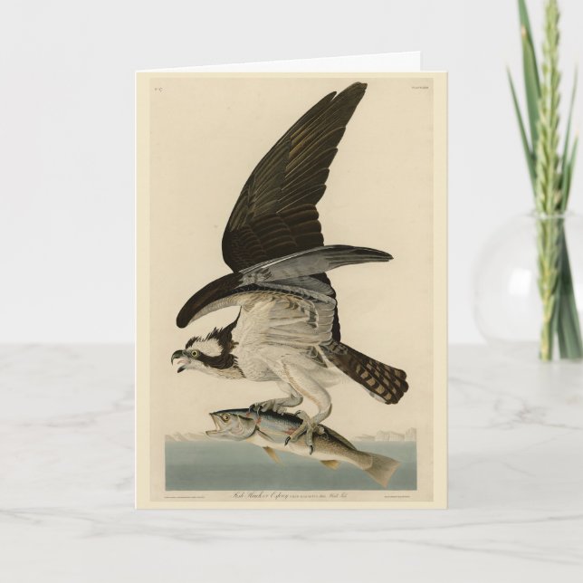 Carte Fish Hawk, Osprey, d'Audubon's Birds of America (Devant)