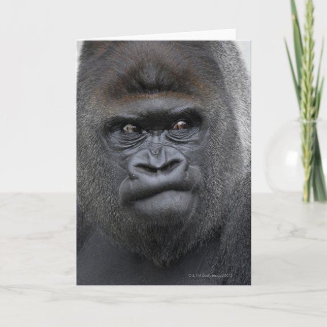 Carte Flachlandgorilla, Gorilla gorilla, (Devant)
