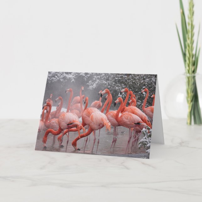 Carte Flamant rose américain (Devant)