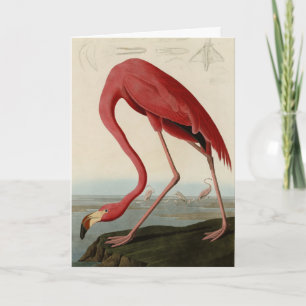 Carte Flamant rose américain d'Audubon's Birds of Americ
